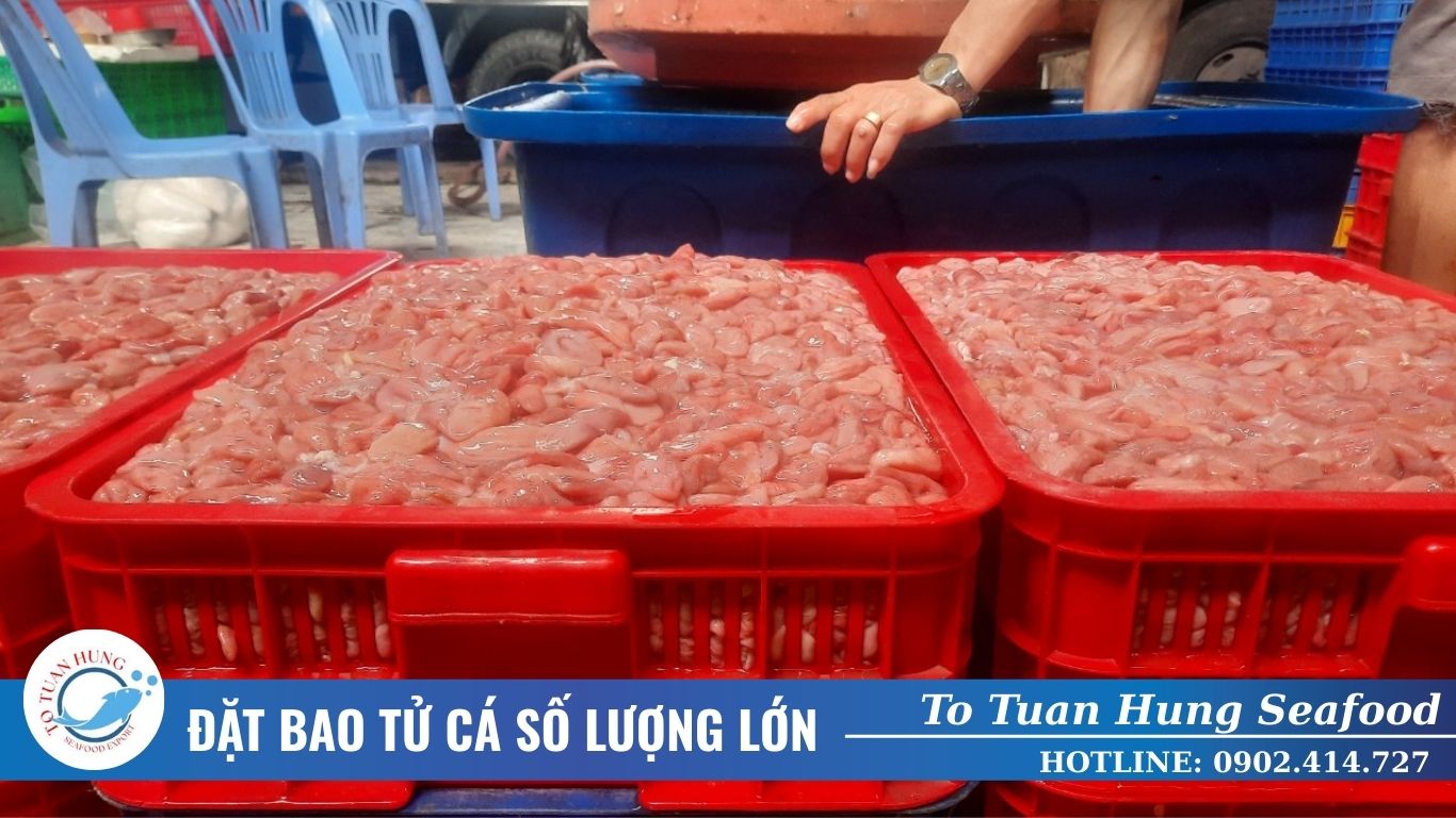 Đặt bao tử cá số lượng lớn