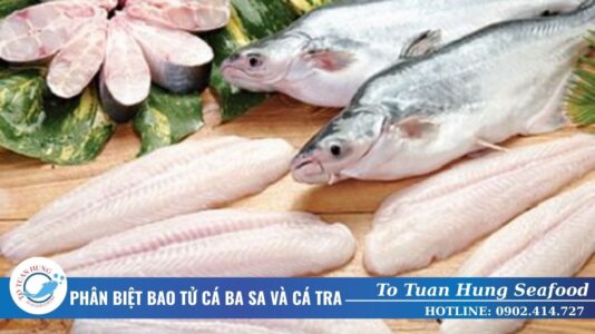 Phân biệt bao tử cá ba sa và cá tra