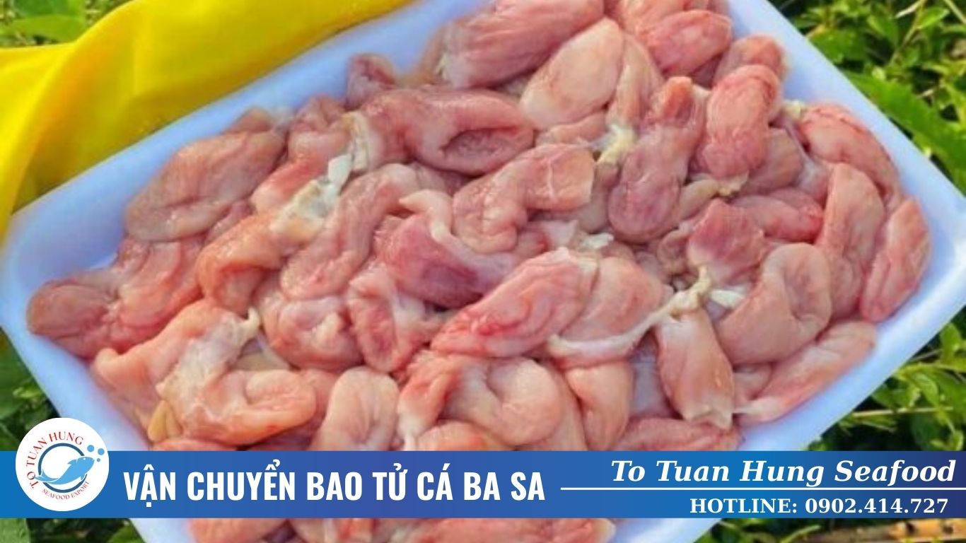 vận chuyển bao tử cá ba sa