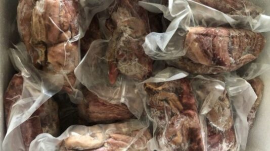 bao tử cá bò gù​