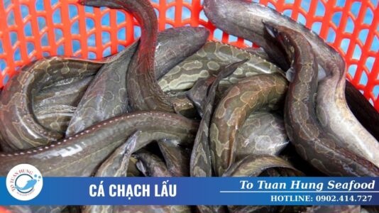 Cá Chạch Lấu Đặc Điểm Món Ngon Và Cách Chế Biến