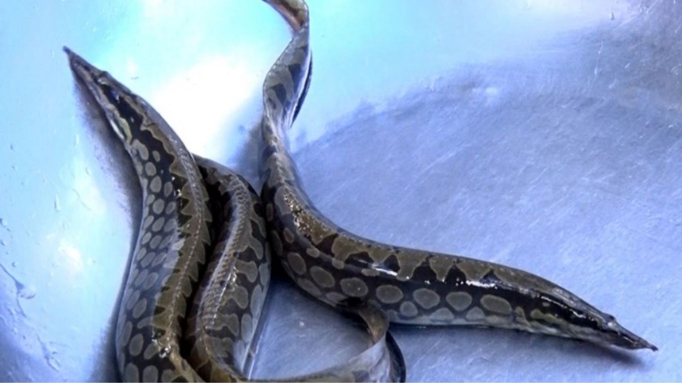 Cá chạch lấu là cá gì ?