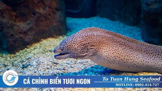 Cá Chình Biển Tươi Ngon Cho Nhà Hàng, Quán Ăn