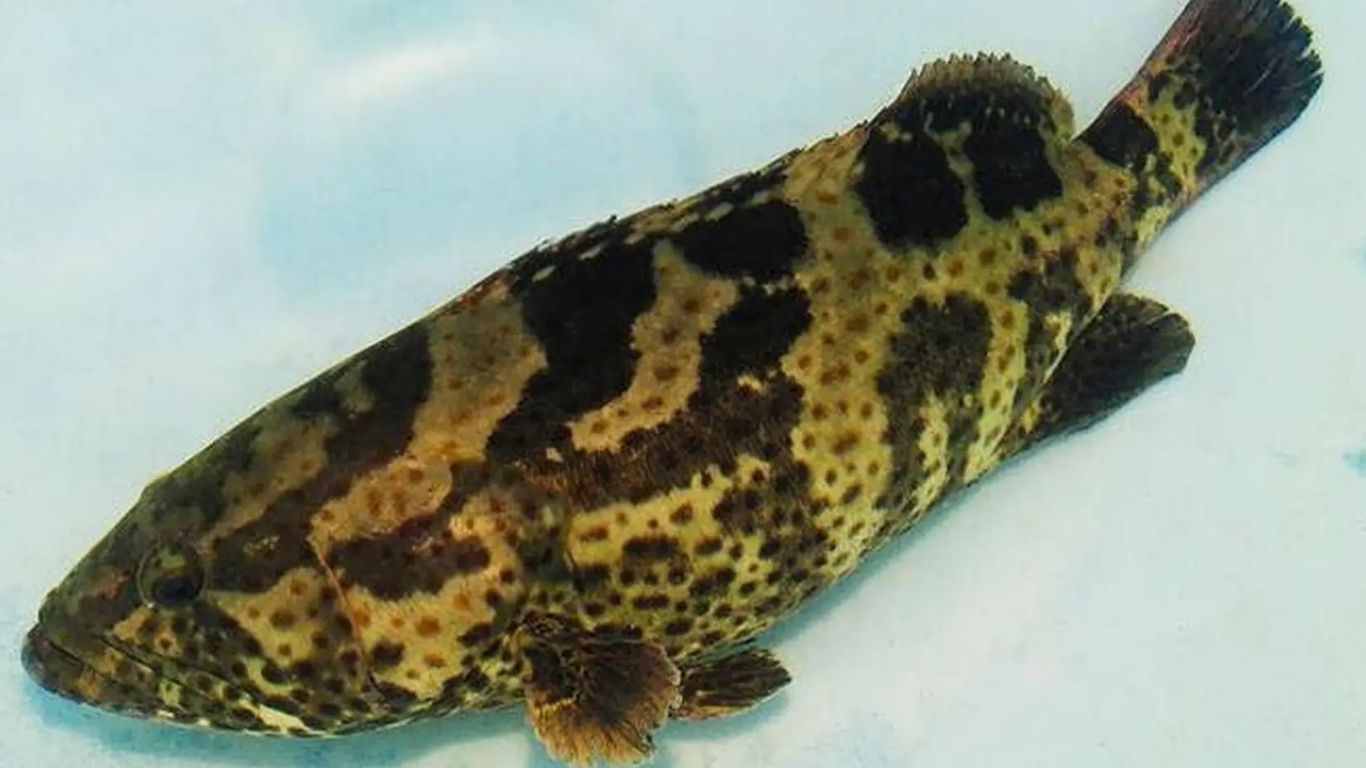 Cá mú biển là cá gì ?