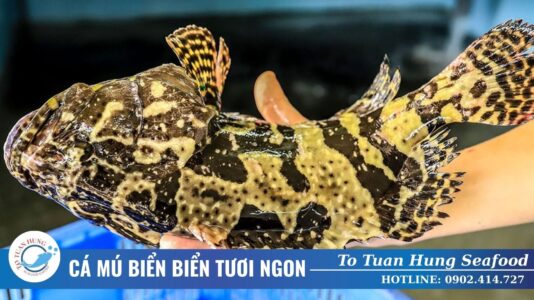 Các Loại Cá Mú Biển Phổ Biến Và Đặc Điểm Nhận Biết