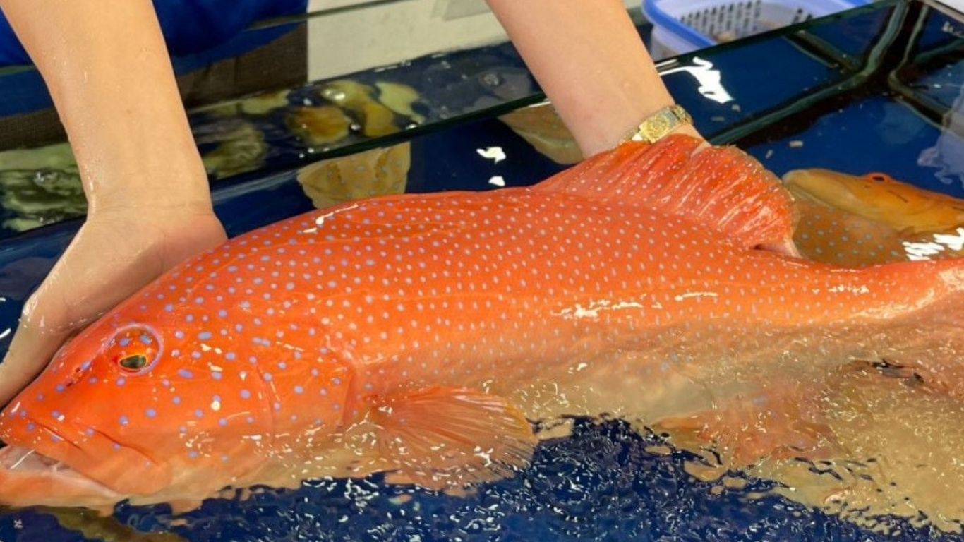 Cá mú đỏ là gì ?