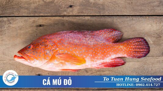 Cá Mú Đỏ Làm Món Gì Ngon? Đặc Điểm Và Cách Chế Biến