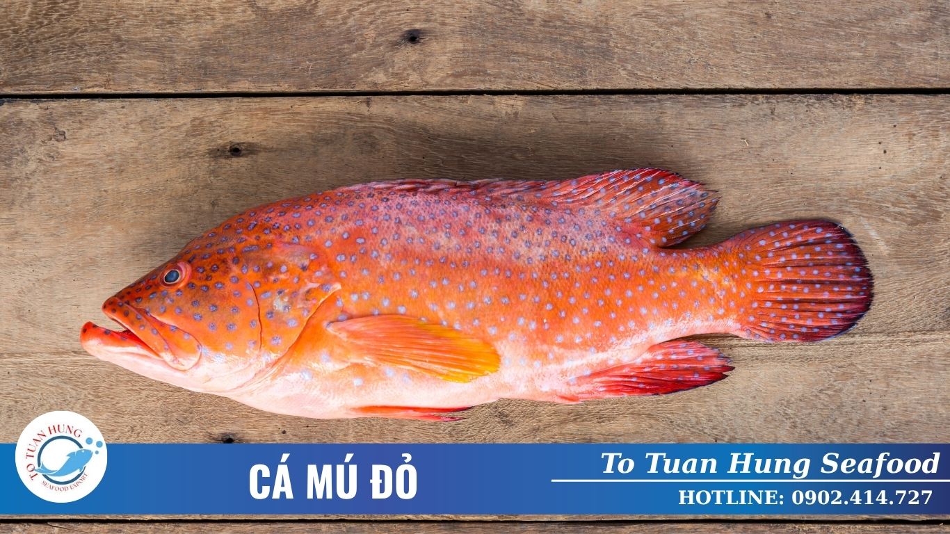 Cá Mú Đỏ Làm Món Gì Ngon? Đặc Điểm Và Cách Chế Biến