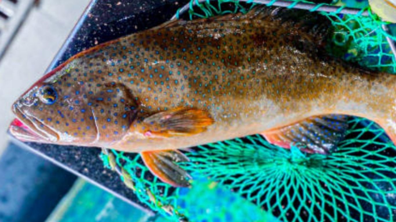 Cá mú sao xanh là cái gì ?