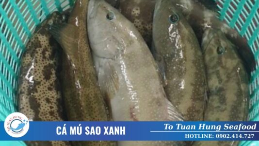 Cá Mú Sao Xanh Là Gì? Đặc Điểm Và Món Ngon Từ Cá Mú Sao Xanh