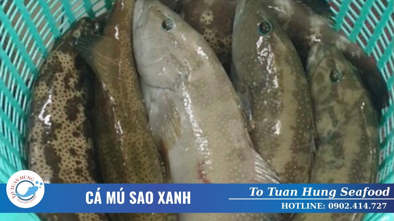 Cá Mú Sao Xanh Là Gì? Đặc Điểm Và Món Ngon Từ Cá Mú Sao Xanh