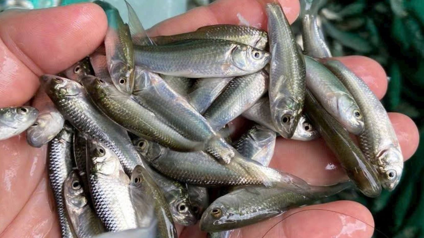 Đặc sản ẩm thực miền Tây