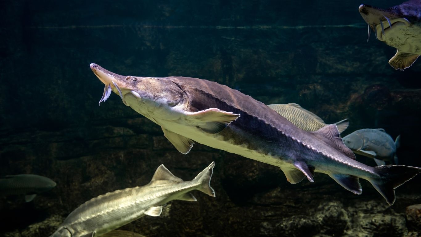 Cá tầm là cá gì ? 