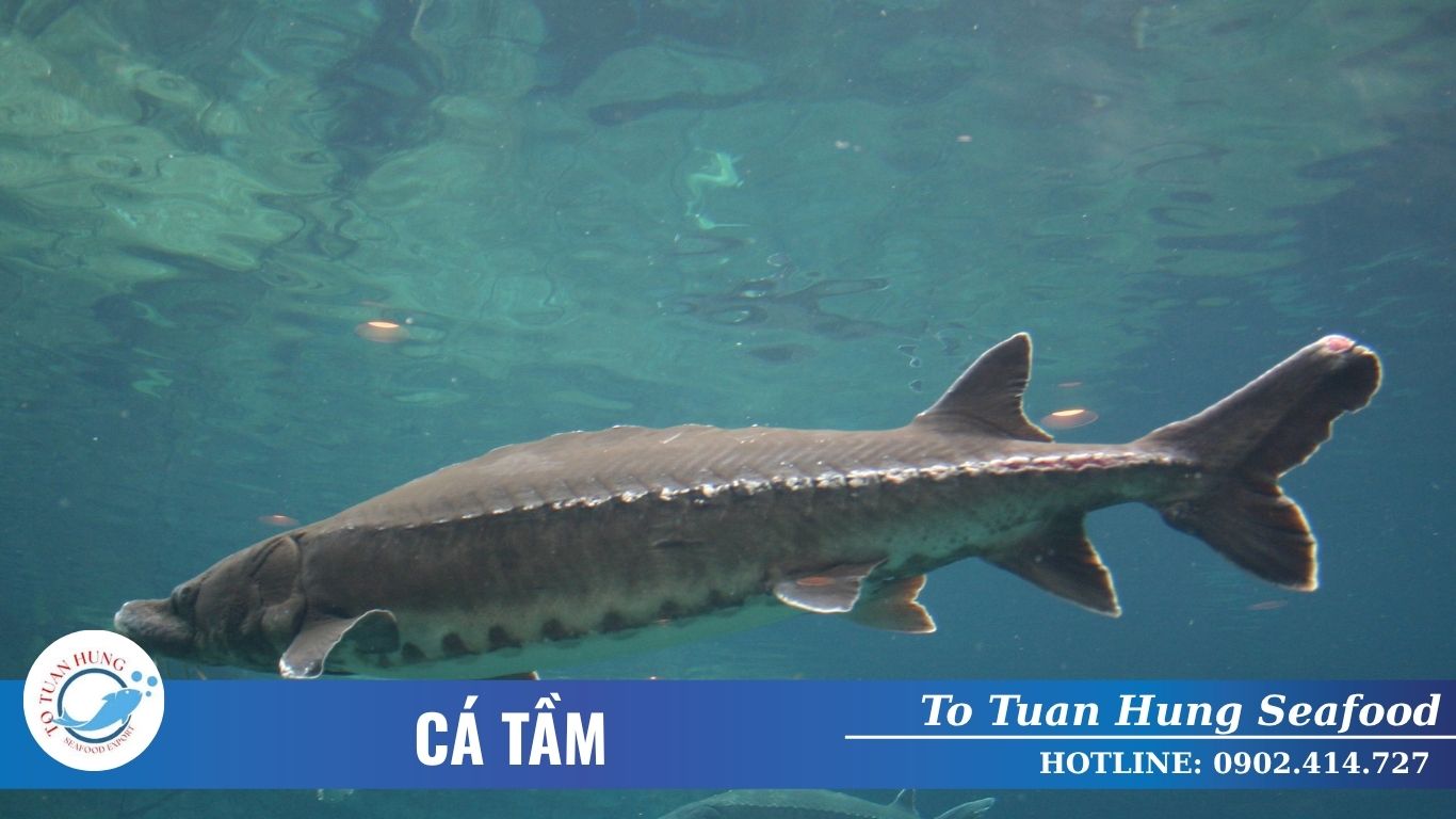 Cá Tầm Là Cá Gì? Đặc Điểm Và Cách Chọn Cá Tầm Tươi Ngon